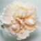 Tan silk headband with silk peony and baroque freshwater pearls