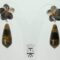 Flower earrings with black carved Tahiti mother of pearl, tiger eye cabochon and teardrop